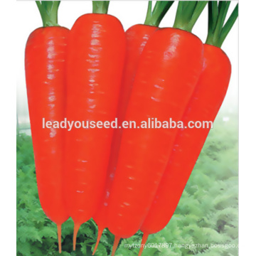 MCA021 Dahong good quality heat resistant carrot seeds price